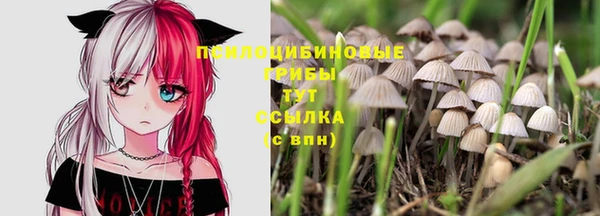 стафф Зеленокумск