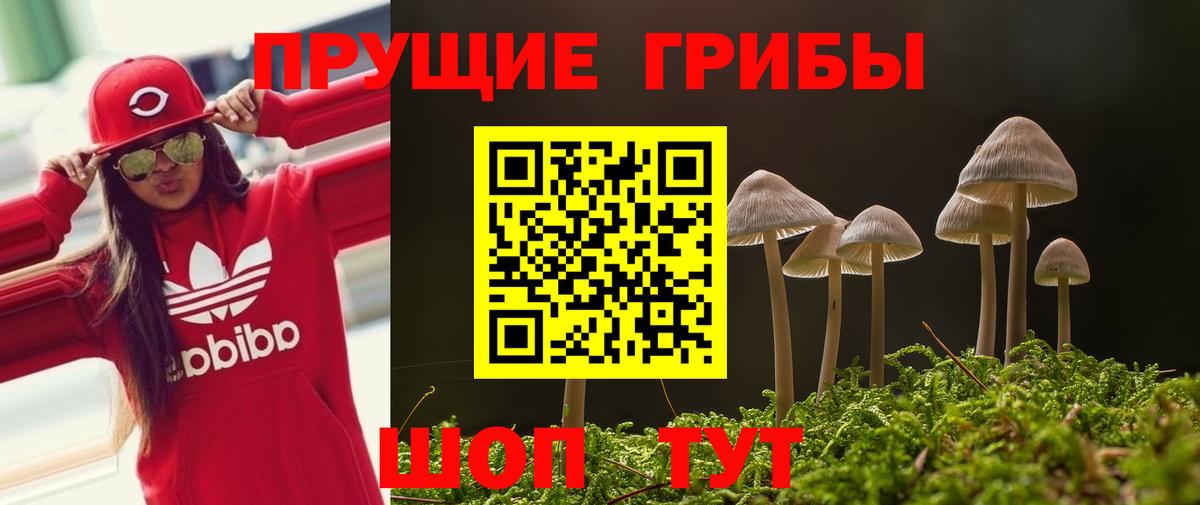 Галлюциногенные грибы прущие грибы  Вход с VPN  Урус-Мартан  Галлюциногенные грибы Psilocybe 